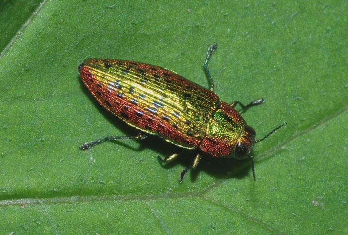 Ovalisia cfr mirifica (Buprestidae)